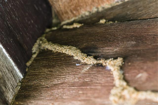 白蚁防治